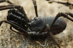 Ischyropsalis luteipes