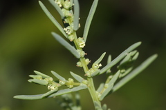 Suaeda maritima