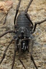 Ischyropsalis luteipes