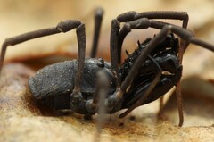 Ischyropsalis luteipes