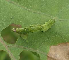 Ponometia candefacta