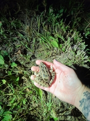 Lithobates blairi