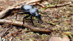 Carabus glabratus