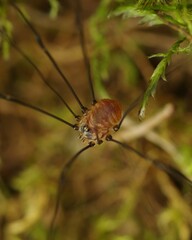 Leiobunum blackwalli