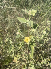 Abutilon abutiloides