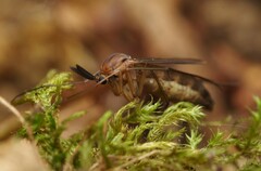 Keroplatidae