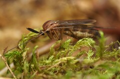 Keroplatidae