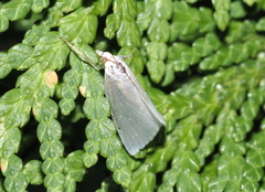 Urola nivalis