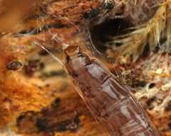 Keroplatidae