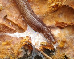 Keroplatidae