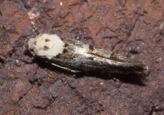 Mompha murtfeldtella