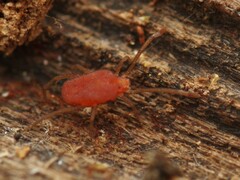 Smarididae