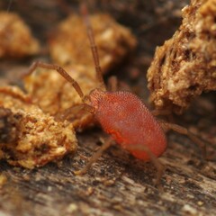 Smarididae