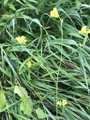 Brassiceae