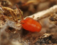 Smarididae
