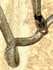 Macroprotodon brevis