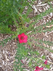 Linum grandiflorum