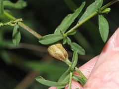 Neolasioptera ramuscula