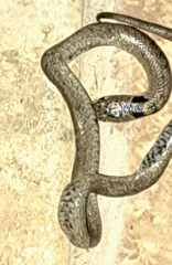 Macroprotodon brevis