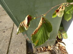 Corylus avellana