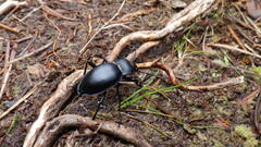 Carabus glabratus