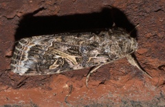 Spodoptera ornithogalli