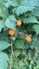 Rubus spectabilis