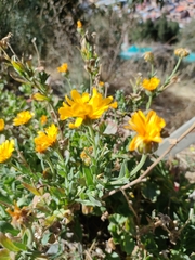 Asteraceae