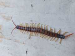 Scolopendra
