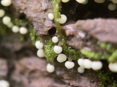 Didymium melanospermum