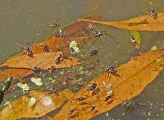 Trepobates subnitidus