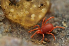 Trombidioidea