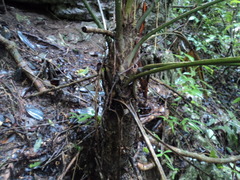 Cryosophila stauracantha