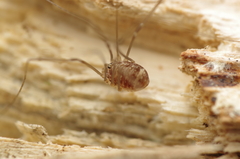 Leiobunum blackwalli