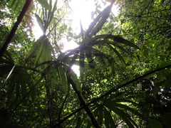 Cryosophila stauracantha