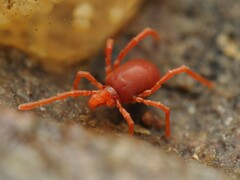 Trombidioidea