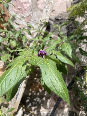 Capsicum pubescens