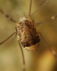 Leiobunum blackwalli