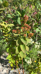 Spiraea alba latifolia