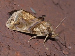 Plusiodonta compressipalpis