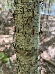 Betula alleghaniensis