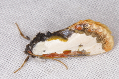 Eudryas unio