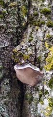 Phellinus tremulae