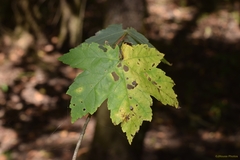 Acer rubrum drummondii