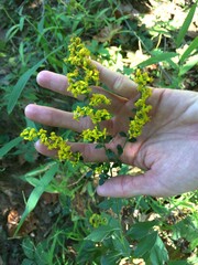 Solidago arguta