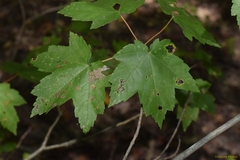 Acer rubrum drummondii