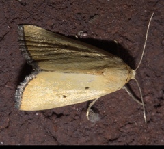 Marimatha nigrofimbria