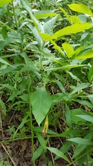 Triosteum aurantiacum