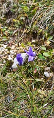 Gentianopsis ciliata ciliata