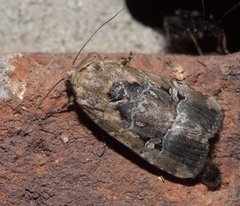 Elaphria chalcedonia